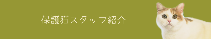 保護猫スタッフ紹介