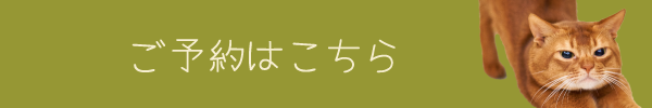 保護猫スタッフ紹介