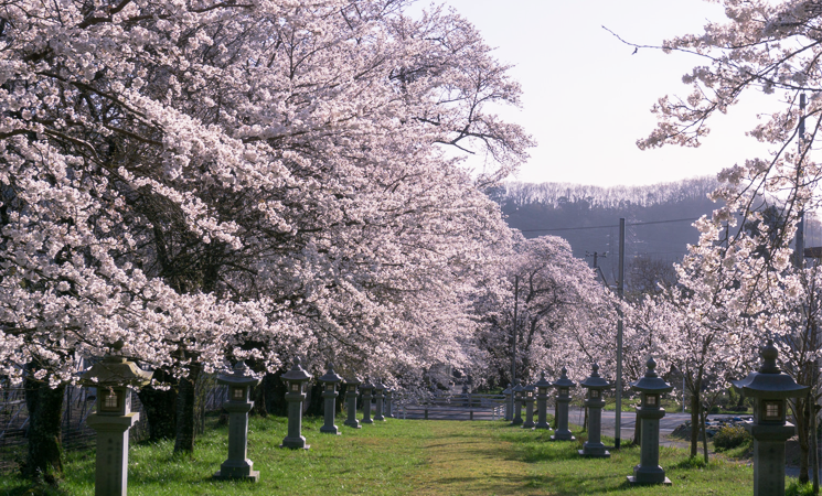 月輪神社の桜並木